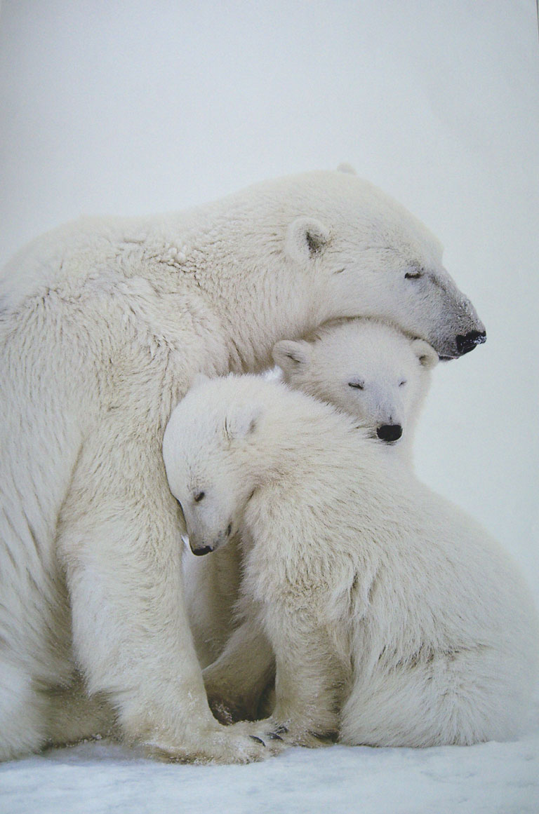 Polar Bears Colour Poster Of 3 Polar Bears POSTER